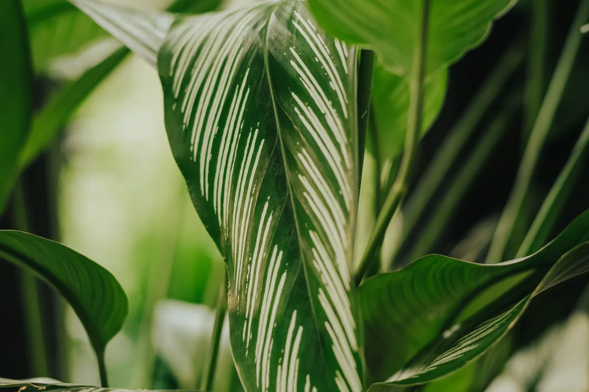 Green leaves close-up